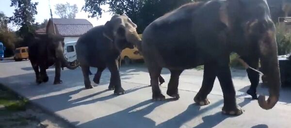 Слоны на улицах Златоуста - цирковые животные цепочкой прошли по городу Слоны на улицах Златоуста - цирковые животные цепочкой прошли по городу - Sputnik Lietuva