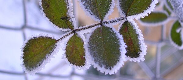Ветка с инеем, архивное фото Ветка с инеем, архивное фото - Sputnik Литва