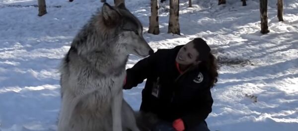 Gležna mergina prijaukino didžiulius vilkus Gležna mergina prijaukino didžiulius vilkus - Sputnik Lietuva