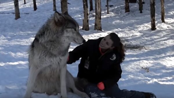 В США девушка приручила огромных волков  - Sputnik Литва