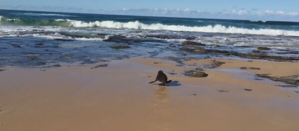 Освобождение детеныша тюленя - Sputnik Lietuva