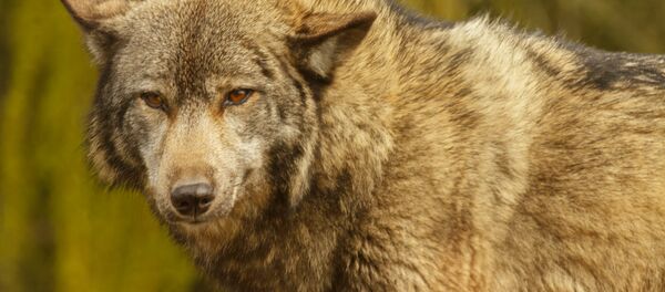 Волк - Sputnik Литва