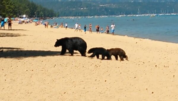 Медведица с детенышами гуляла по пляжу в Калифорнии и купалась среди людей - Sputnik Lietuva