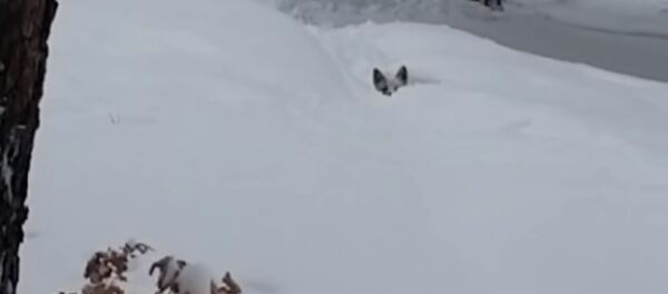 Kolorade didelis šuo išgelbėjo mažą šunį, įstrigusį sniege - Sputnik Lietuva