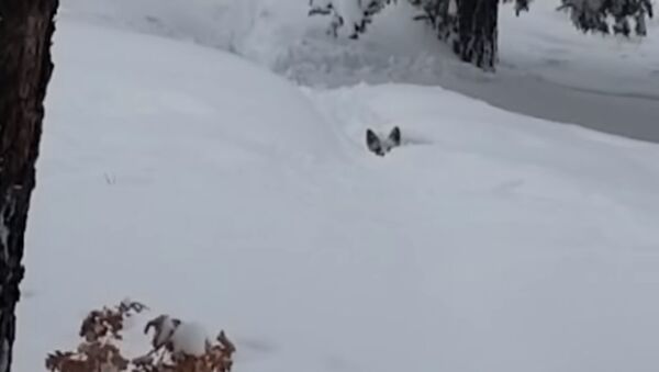 Kolorade didelis šuo išgelbėjo mažą šunį, įstrigusį sniege - Sputnik Lietuva