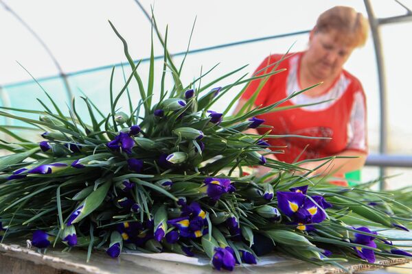 Сбор цветов к 8 Марта в Ставропольском крае - Sputnik Литва