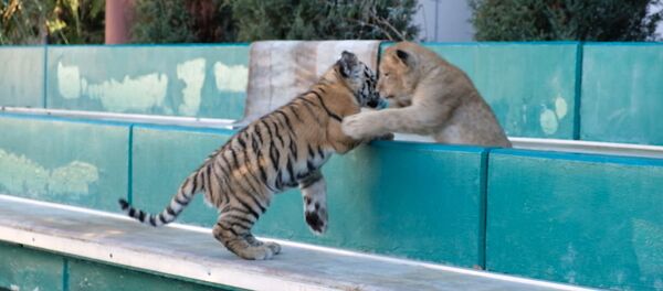 Geriausi draugai: liūtukas ir tigriukas auga viename voljere Sočyje  - Sputnik Lietuva