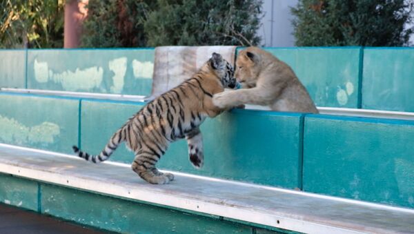 Geriausi draugai: liūtukas ir tigriukas auga viename voljere Sočyje  - Sputnik Lietuva