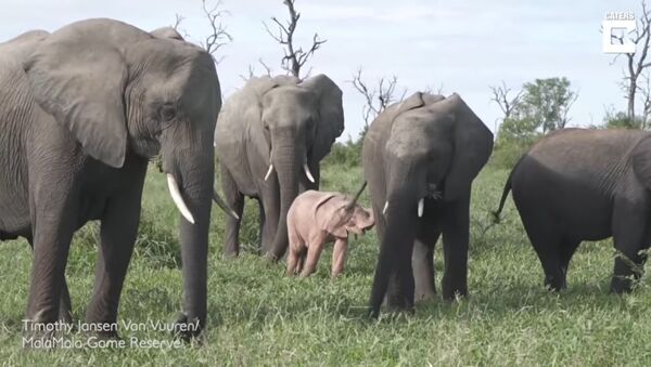 В ЮАР сняли на видео необычного слоненка - Sputnik Литва