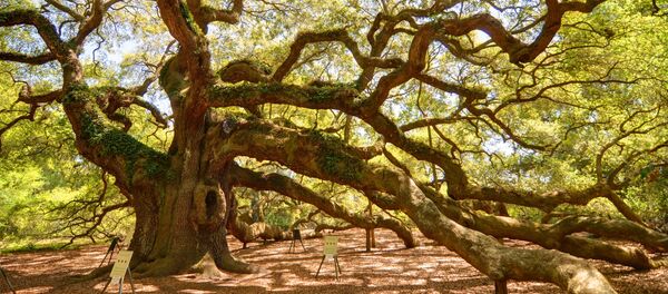 Дуб ангелов - Sputnik Lietuva