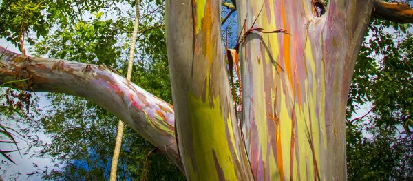 Эвкалипт радужный Эвкалипт радужный - Sputnik Литва