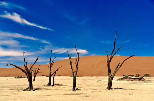Засохшие деревья в пустыне Намибии - Sputnik Литва