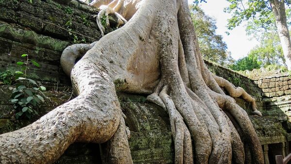 Корни деревьев на храмовом комплексе Та Прум в Камбодже - Sputnik Литва
