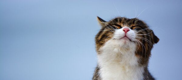 Улыбающийся кот Улыбающийся кот - Sputnik Lietuva