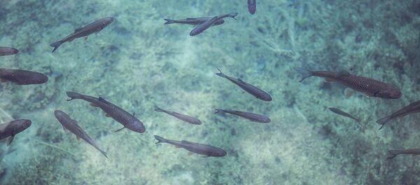 Рыбки - Sputnik Литва