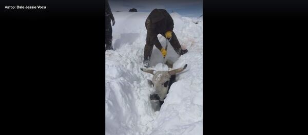 В США откапывают коров из под снега - Sputnik Литва