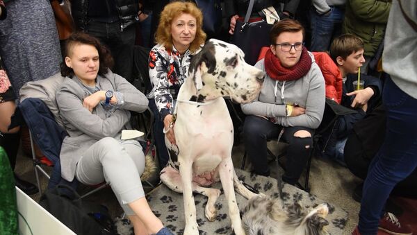 Vilniuje vyko šunų paroda - Sputnik Lietuva