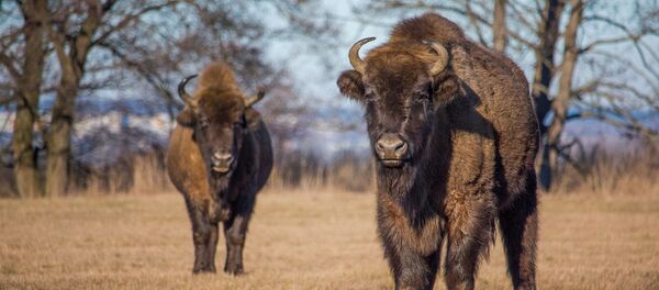 Зубры, архивное фото Зубры, архивное фото - Sputnik Lietuva