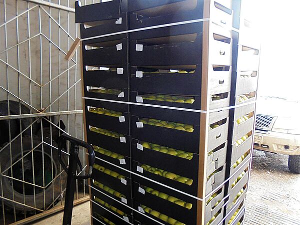 В России уничтожили более тонны продуктов из Литвы В России уничтожили более тонны продуктов из Литвы - Sputnik Литва