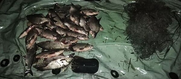 Brakonierių sužvejotos žuvys Brakonierių sužvejotos žuvys - Sputnik Lietuva