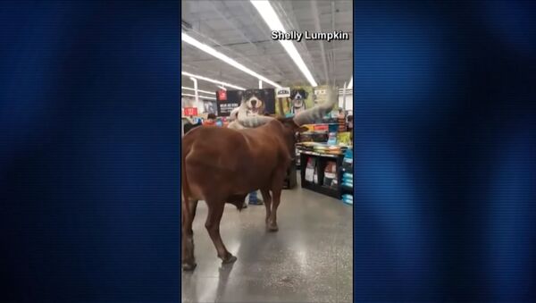 В США в магазин привели быка с огромными рогами - Sputnik Литва