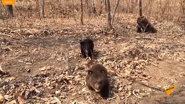 Трое медвежат сирот впервые вышли на прогулку во Владивостоке - Sputnik Литва
