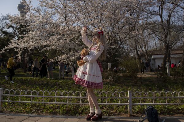 Девушка в костюме героини из японской манги фотографируется с цветущей сакурой в Пекне - Sputnik Lietuva