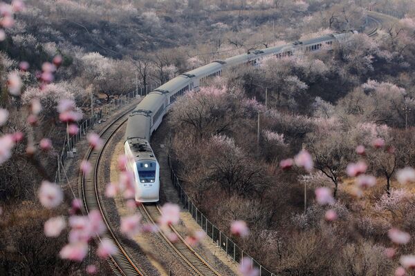 Скоростной поезд проезжает мимо цветущих деревьев у Великой Китайской стены, Пекин - Sputnik Lietuva