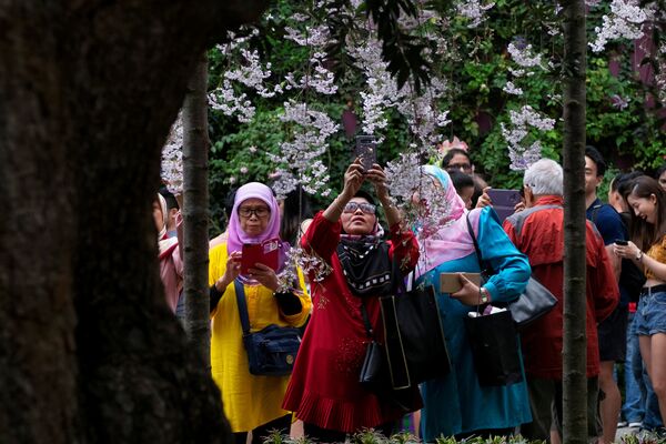 Женщины рассматривают и фотографируют цветущие вишни в Сингапуре - Sputnik Lietuva