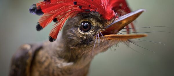 Амазонский венценосный мухоед - Sputnik Литва