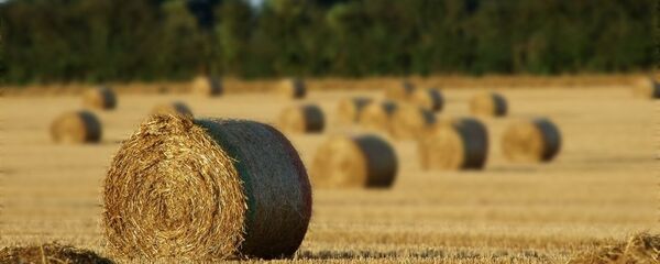 Сено, архивное фото - Sputnik Литва