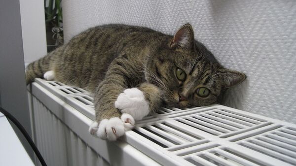 Кот на батарее, архивное фото - Sputnik Lietuva