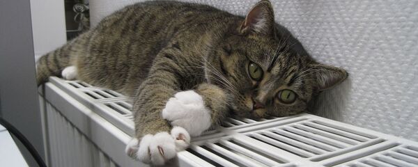 Кот на батарее, архивное фото Кот на батарее, архивное фото - Sputnik Литва