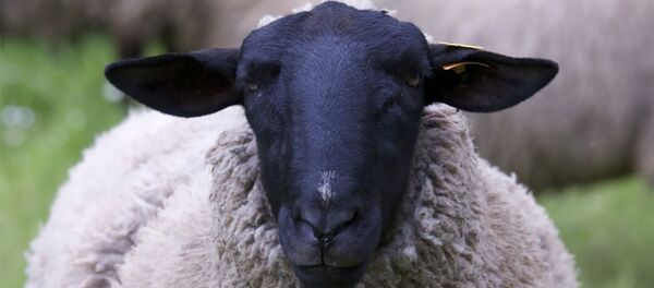 Литовская овечка - Sputnik Литва