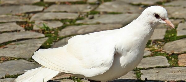 Белый голубь - Sputnik Lietuva
