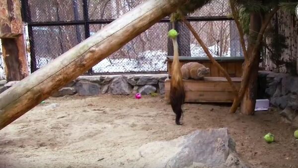 Зоопарк в Новосибирске опубликовал видео играющего манула - Sputnik Литва