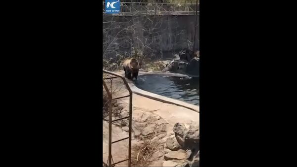 Танцующий медведь в китайском зоопарке - Sputnik Lietuva