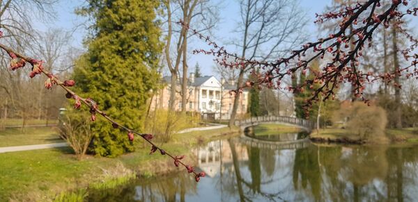 В Каунасском ботаническом саду расцвело карамельное дерево - Sputnik Литва