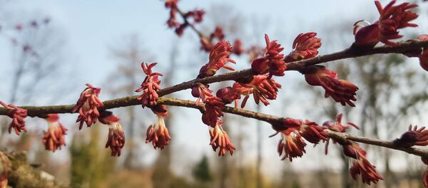 Японский багряник, или кацура в Ботаническом саду Каунаса, 8 апреля 2019 года Японский багряник, или кацура в Ботаническом саду Каунаса, 8 апреля 2019 года - Sputnik Литва