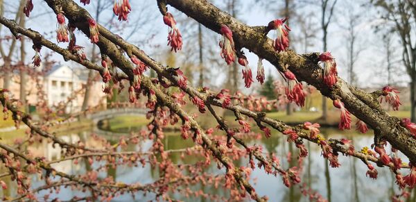 В Каунасском ботаническом саду расцвело карамельное дерево - Sputnik Литва