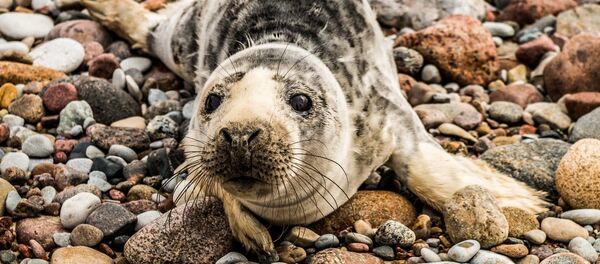 Mažylio ruoniuko gelbėjimas Pajūrio regioniniame parke - Sputnik Lietuva