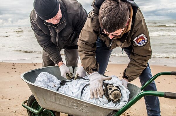 Спасение тюлененка в Приморском региональном парке - Sputnik Lietuva