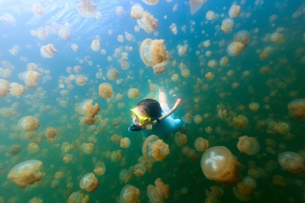 Medūzų ežeras Palau salyne - Sputnik Lietuva