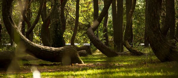 Изогнутый лес, состоящий из группы странно изогнутых сосен, расположенной в Nowe Czarnowo, Померания, Польша - Sputnik Литва