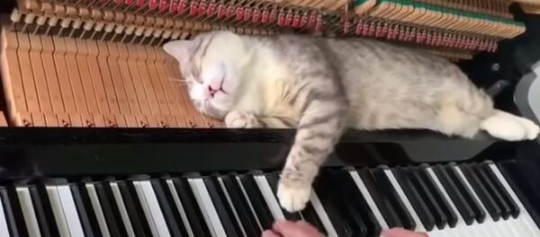 Kačiukas kietai miega ant pianino plaktukų, nors jo savininkas groja  - Sputnik Lietuva