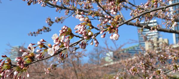 В Вильнюсе расцвела сакура В Вильнюсе расцвела сакура - Sputnik Литва