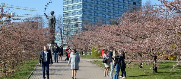В Вильнюсе расцвела сакура В Вильнюсе расцвела сакура - Sputnik Литва