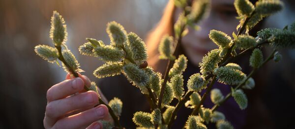 Женщина с веточками вербы, архивное фото Женщина с веточками вербы, архивное фото - Sputnik Литва