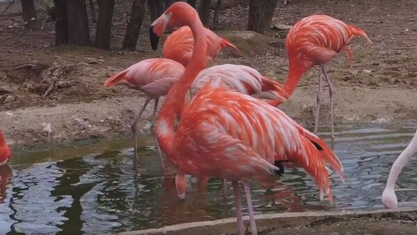 Розовые и красные фламинго в Московском зоопарке  - Sputnik Литва