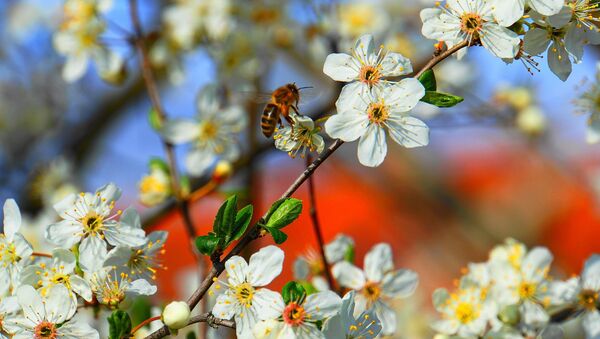 Цветущее плодовое дерево и пчела, архивное фото - Sputnik Литва